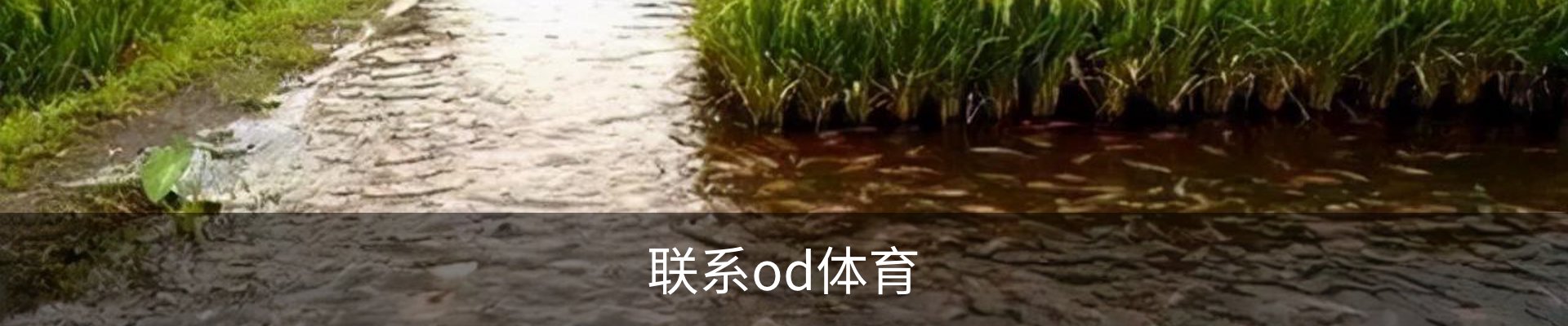 联系od体育